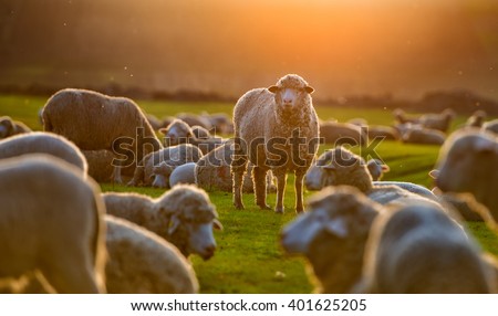 Similar – Image, Stock Photo Sheep in a meadow sheep