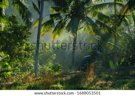 Foto Bild Kurz nach Sonnenaufgang im Wald