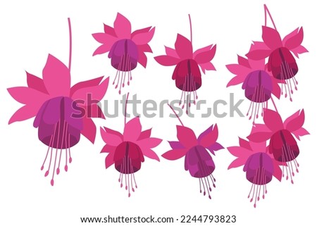 Fuchsia Flower hand drawn flat vector illustration set