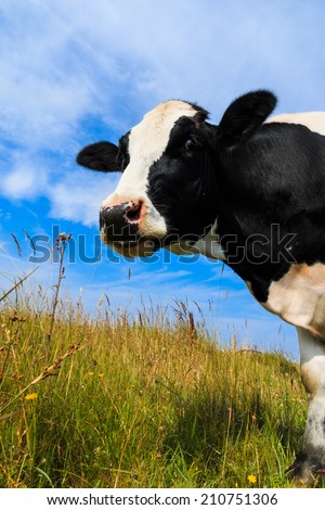 Curious cow standing in field.