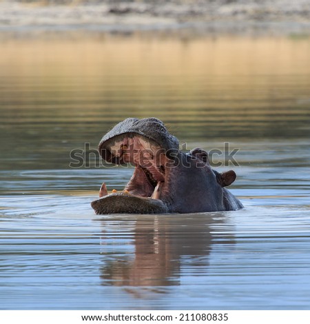 Close up hippo looking with head above water Africa.
