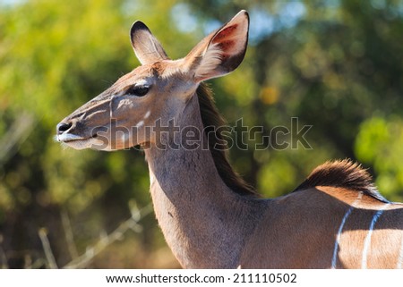 Greater kudu close up Chobe, Botswana, Africa. Head and big ears.