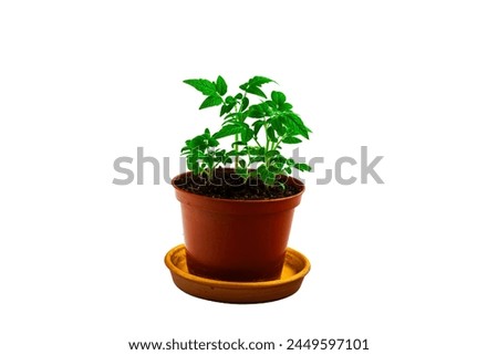 Similar – Image, Stock Photo New tomato plant in a vegetable garden