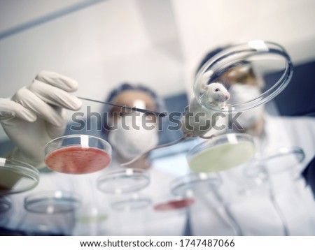 Low angle view of scientist examining laboratory mouse in Petri dish