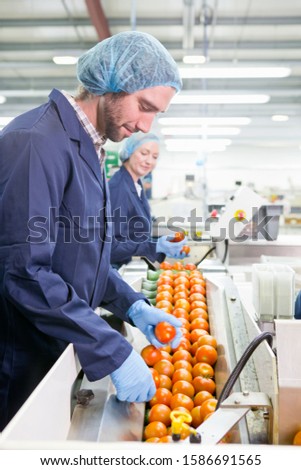 Quality control worker examining tomatoes on production line in food processing plant