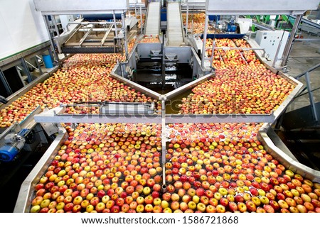 Apples Being Washed And Graded In Fruit Processing Plant