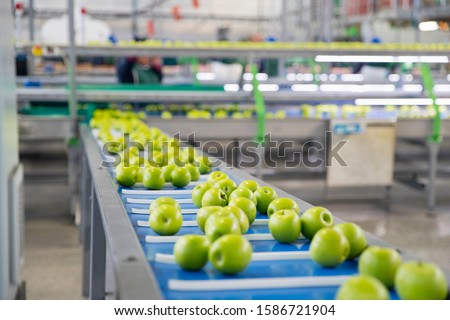 Apples Being Sorted In Fruit Processing And Packaging Plant