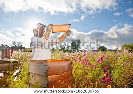 Wide shot of a beekeeper holding the beehive frame filled with honey against the sunlight in the field full of flowers