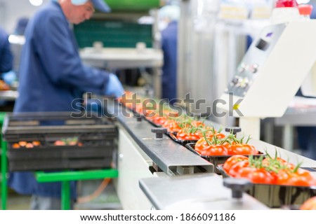 Worker packing ripe red vine tomatoes on production line in a food processing plant Foto stock © 