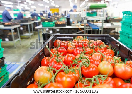 Ripe red vine tomatoes in a container at a food processing plant