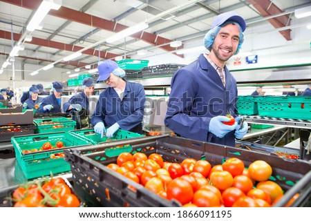 Portrait smiling worker packing ripe red tomatoes on production line in a food processing plant