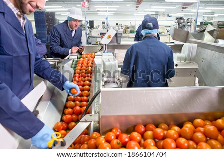 Quality control workers inspecting ripe red tomatoes on production line in a food processing plant
