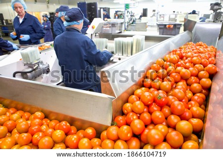 Ripe red tomatoes on production line in a food processing plant