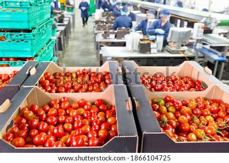 Ripe red vine tomatoes packaged in boxes in a food processing plant