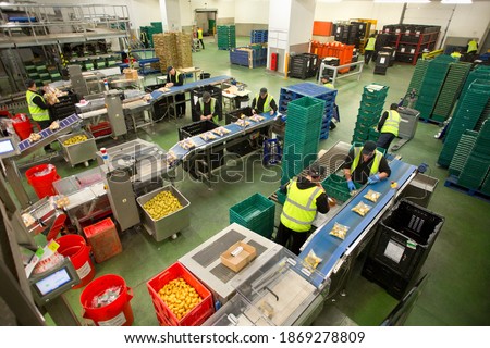 Workers packaging potatoes in a food processing plant