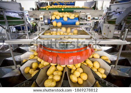 Potato sorting machine on production line in the food processing plant