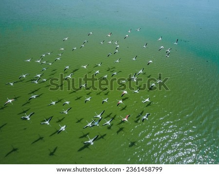 Similar – Image, Stock Photo Flock of flamingos on lake