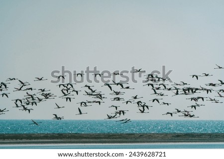 Similar – Image, Stock Photo Migratory birds in the sky with a cloud