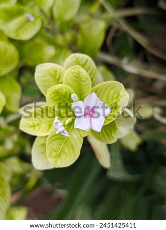 Similar – Image, Stock Photo Macro photograph of red flower