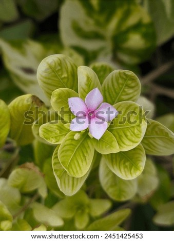 Similar – Image, Stock Photo Macro photograph of red flower