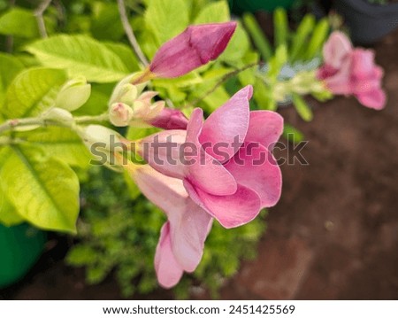 Similar – Image, Stock Photo Macro photograph of red flower