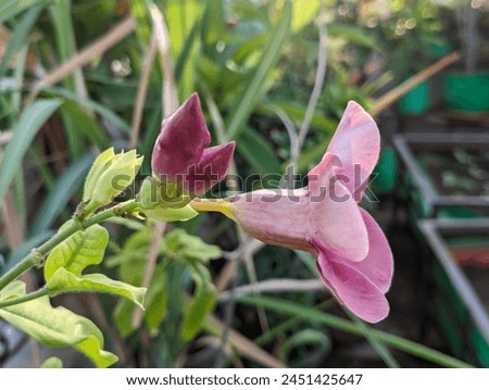 Similar – Image, Stock Photo Macro photograph of red flower