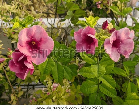 Similar – Image, Stock Photo Macro photograph of red flower