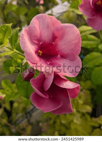 Similar – Image, Stock Photo Macro photograph of red flower