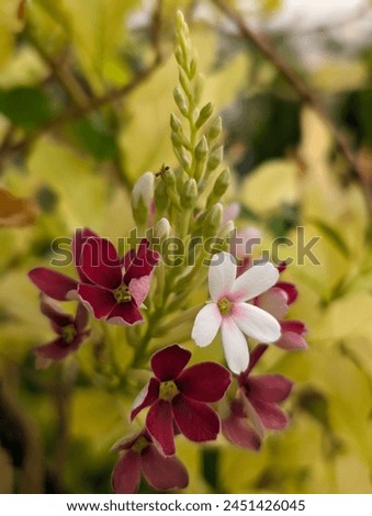 Similar – Image, Stock Photo Macro photograph of red flower