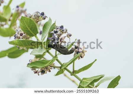 Similar – Image, Stock Photo blue Blossom purple Nectar