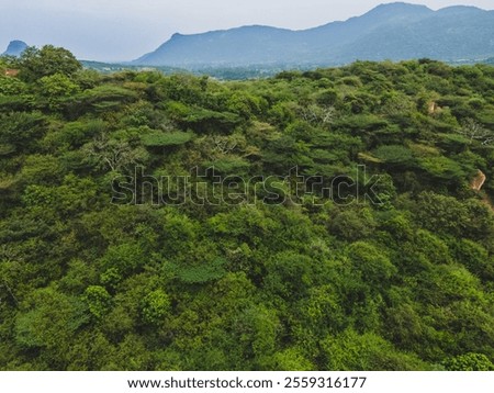 Similar – Image, Stock Photo Such a lustful view in this deep forest. A topless blonde girl climbing up in a tree with a devil’s sign on her sexy back. Blue jeans and black lingerie is all that she is wearing.