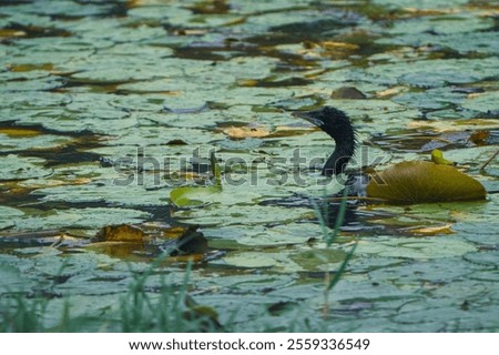 Similar – Foto Bild Schwanenkönig Umwelt Natur