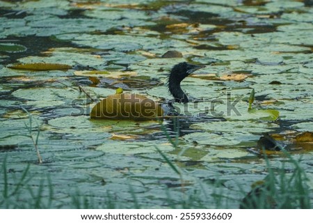 Similar – Foto Bild Schwanenkönig Umwelt Natur