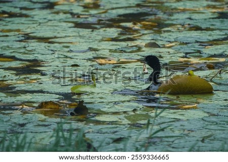 Similar – Foto Bild Schwanenkönig Umwelt Natur