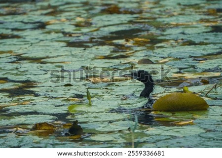 Similar – Foto Bild Schwanenkönig Umwelt Natur