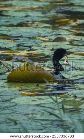 Similar – Foto Bild Schwanenkönig Umwelt Natur