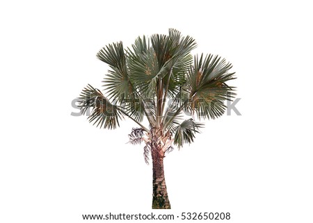 Palm Tree Isolated Stock Photo 532650208 : Shutterstock