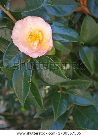 Uki Tsubaki Japanese camellia single pink flower on dark green leaves background Zdjęcia stock © 