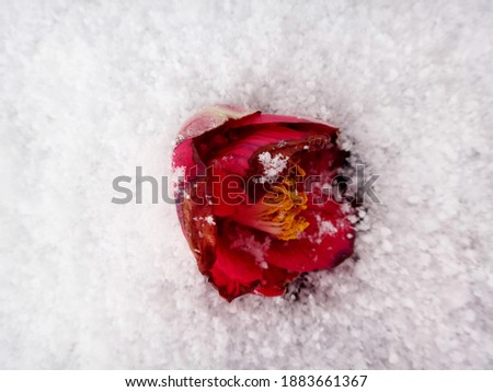 Uki tsubaki or japanese camelia red flower bud in snow as japanese spring symbol Zdjęcia stock © 