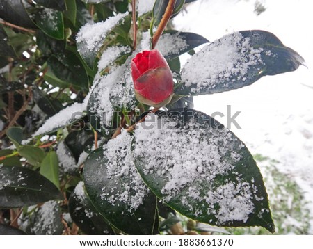 Blooming Uki tsubaki or red japanese Camellia flower and green leaves on snow background as japanese spring beginning concept Zdjęcia stock © 
