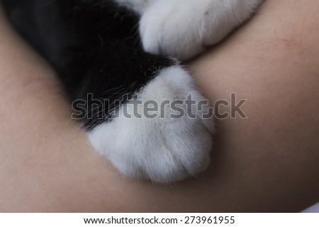 Black and white paw of cat on human arm