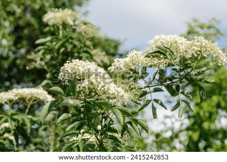 Similar – Image, Stock Photo Elder bush Branch