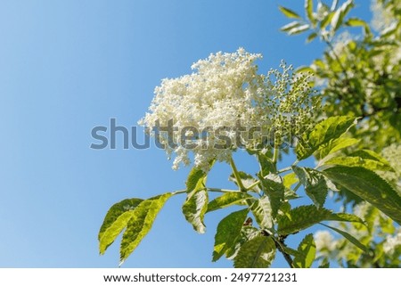 Similar – Image, Stock Photo Elder bush Branch