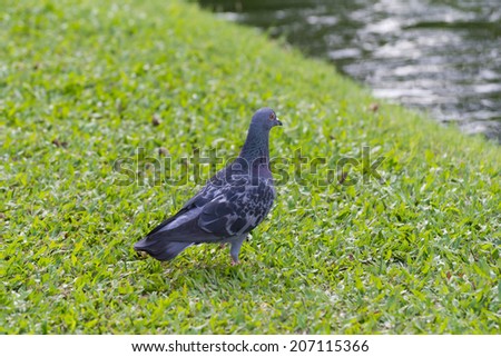 Dove gray on green grass.