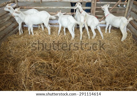 farm white goat a waiting eat dinner.