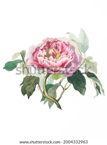 Vintage drawn illustration of cabbage rose free download shutterstock perfect for fabrics, t-shirts, mugs, decals, pillows, logo, pattern and much more!