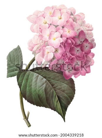 Vintage drawn illustration of Hydrangea free download shutterstock perfect for fabrics, t-shirts, mugs, decals, pillows, logo, pattern and much more!