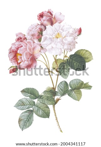 Vintage drawn illustration of rose free download shutterstock perfect for fabrics, t-shirts, mugs, decals, pillows, logo, pattern and much more!