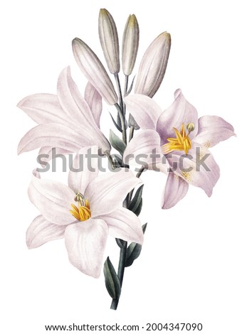 Vintage drawn illustration of flower free download shutterstock perfect for fabrics, t-shirts, mugs, decals, pillows, logo, pattern and much more!