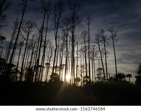 trees stand atall at spruce creek park in port orange Florida  Stok fotoğraf © 